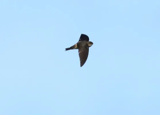 File:Aerodramus pelewensis imported from iNaturalist photo 39944193 on 14 January 2020 (cropped).jpg
