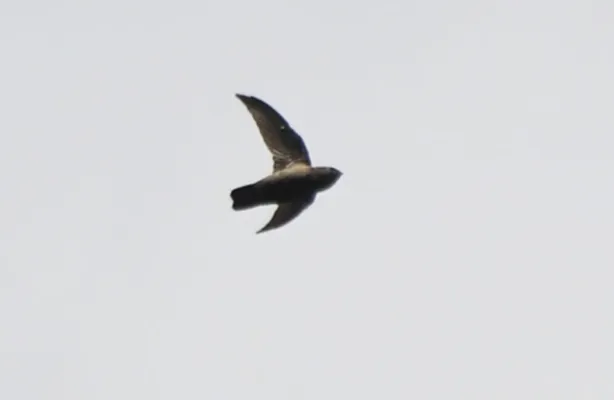 File:Chaetura martinica (cropped).jpg