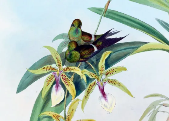 File:Discosura letitiae (cropped).jpg