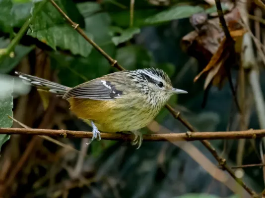 File:Drymophila ochropyga - Ochre-rumped Antbird (female); Monteiro Lobato; São Paulo, Brazil.jpg