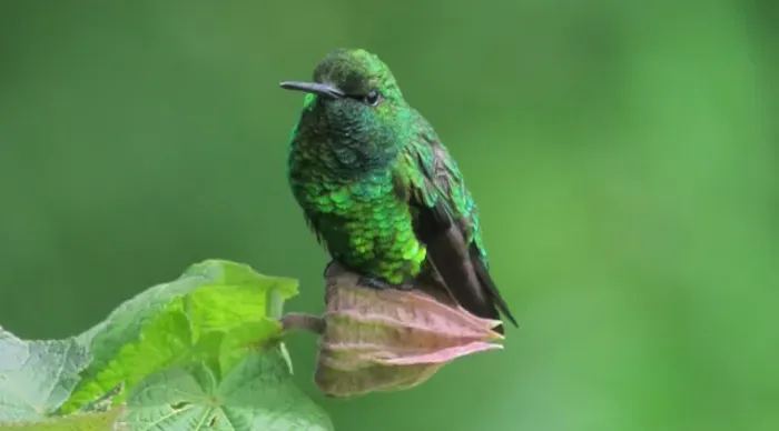 File:Chlorostilbon poortmani Esmeralda rabicorta Short-tailed Emerald (6491849779) (cropped).jpg