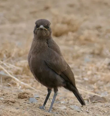 File:Ant-eating Chat (Myrmecocichla formicivora) female ... (50113581863).jpg