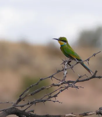 File:Swallow-tailed Bee-eater (Merops hirundineus) (50111646272).jpg