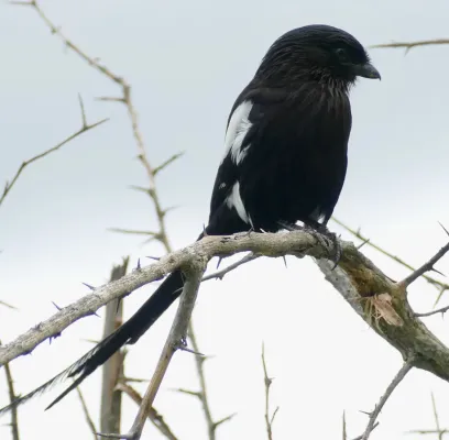 File:Magpie Shrike (Urolestes melanoleucus) (50119638862).jpg