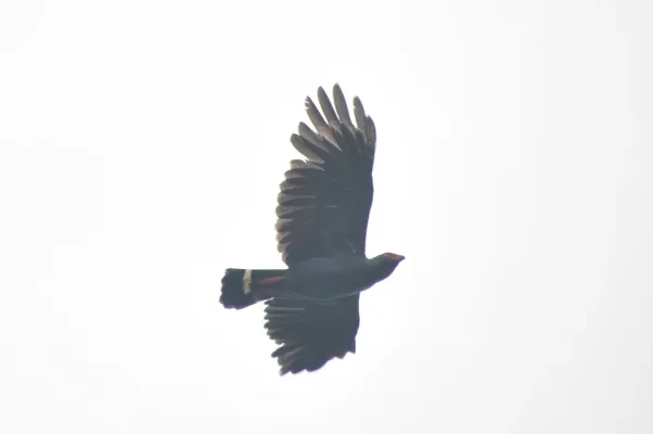 File:Buteogallus schistaceus .jpg