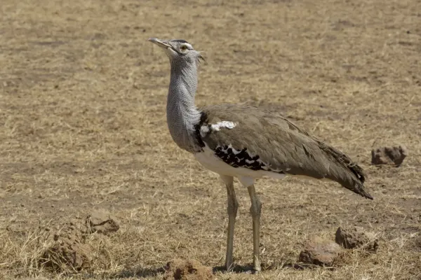 File:Ngorongoro Conservation Area 12 - kori bustard (Ardeotis kori).jpg
