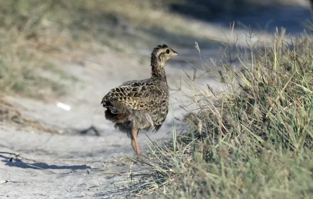 File:Francolinus francolinus - Black Francolin 02.jpg