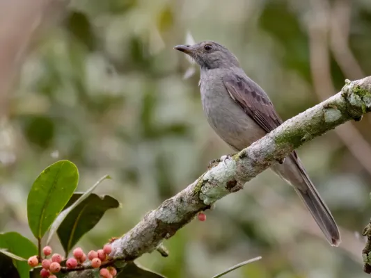 File:Lipaugus vociferans - Screaming Piha; Manaus, Amazonas, Brazil.jpg