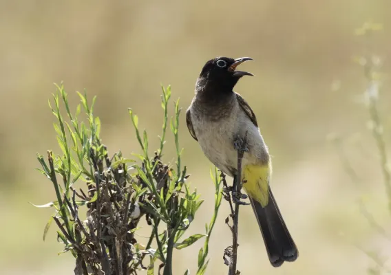 File:Pycnonotus xanthopygos - White-spectacled Bulbul 15.jpg