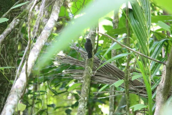 File:Pomarea dimidiata 13238864.jpg
