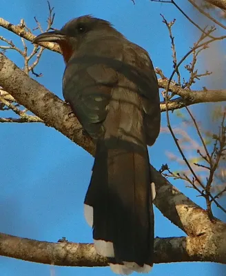 File:Coccyzus rufigularis 1199518 (cropped).jpg