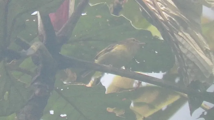 File:Vireo masteri 17620880.jpg