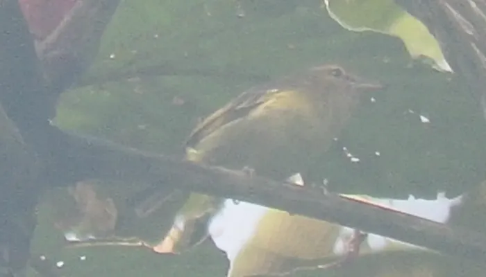 File:Vireo masteri 17620880 (cropped).jpg
