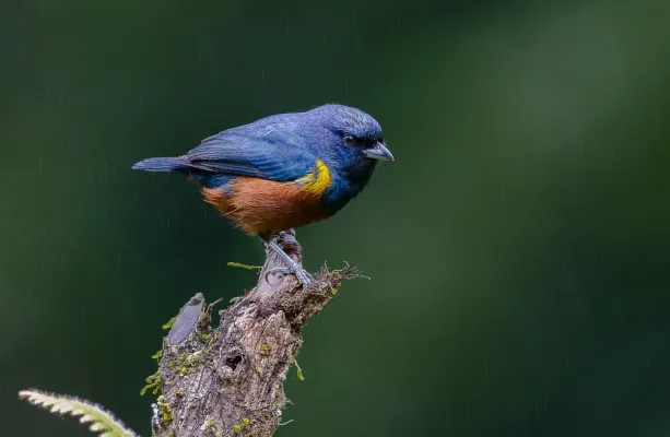 File:Euphonia pectoralis na Reserva Biológica União.jpg