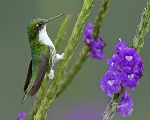 File:Booted Racket-tail (Ocreatus underwoodii) - Flickr - Lip Kee.jpg