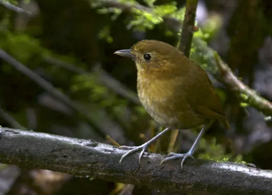 File:Brown-banded Antpitta (Grallaria milleri) - Flickr - Gregory "Slobirdr" Smith.jpg