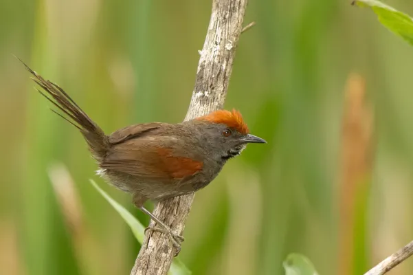 File:João-teneném (Synallaxis spixi), espécie de ave encontrada na APA de Campinas.jpg