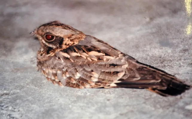 File:Indian Nightjar Caprimulgus asiaticus by Dr. Raju Kasambe DSCN7303 (2) 01.jpg