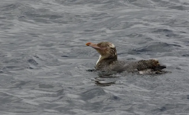 File:Yellow-eyed Penguin (Megadyptes antipodes) - Flickr - Gregory "Slobirdr" Smith.jpg