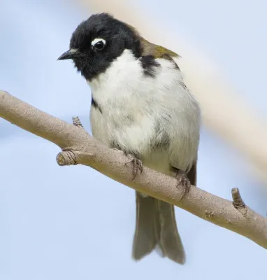 File:Melithreptus affinis Bruny (cropped).jpg