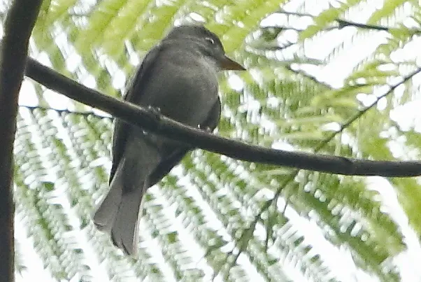 File:Contopus nigrescens - Blackish pewee (cropped).JPG