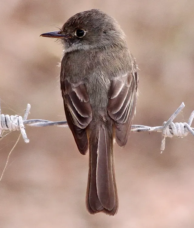 File:Hispaniolan Pewee (Contopus hispaniolensis) (8082765935) (cropped).jpg