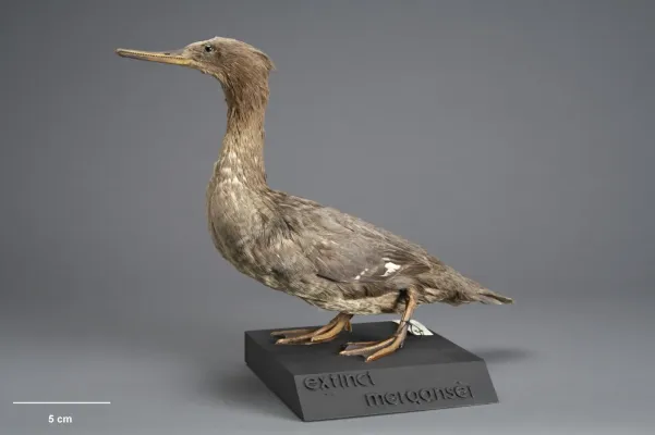 File:MA I156484 TePapa Mergus-australis.jpg