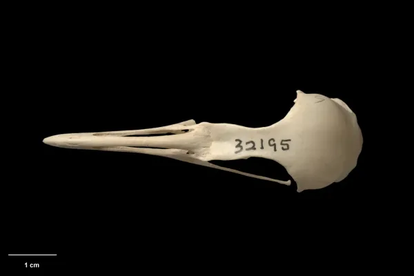 File:MA I360063 TePapa Gallirallus-dieffenbachii dorsal.jpg