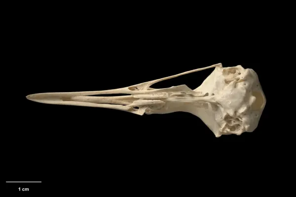 File:MA I360064 TePapa Gallirallus-dieffenbachii ventral.jpg