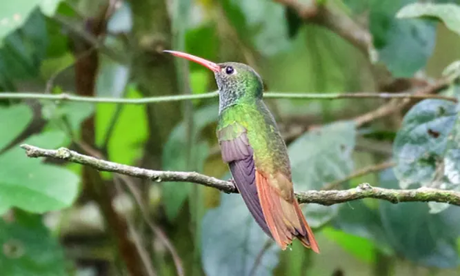 File:Buff-bellied Hummingbird (Amazilia yucatanensis) Sabal Palm C.jpg