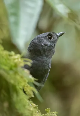 File:Scytalopus alvarezlopezi - Tatama Tapaculo; Tatama Reserve, Pueblo Rico, Risaralda, Colombia.jpg
