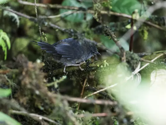 File:Myornis senilis - Ash-colored Tapaculo.jpg