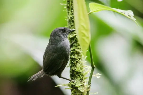 File:Scytalopus chocoensis - Choco Tapaculo.jpg