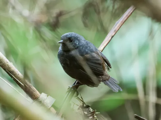 File:Scytalopus parkeri - Chusquea Tapaculo.jpg