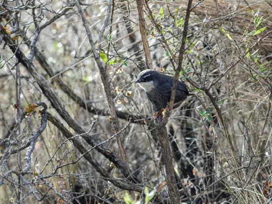 File:Scytalopus zimmeri - Zimmer's Tapaculo 2.jpg