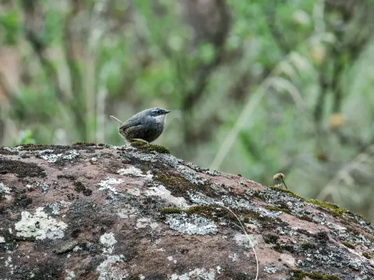 File:Scytalopus zimmeri - Zimmer's Tapaculo 1.jpg