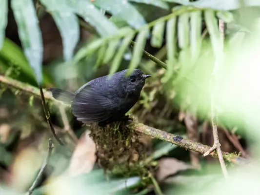 File:Scytalopus parvirostris - Trilling Tapaculo.jpg