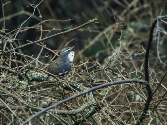 File:Scytalopus superciliaris - White-browed Tapaculo.jpg