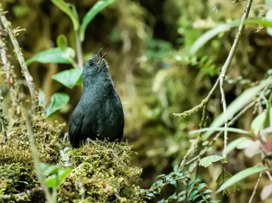 File:Scytalopus acutirostris - Tschudi's Tapaculo 1.jpg