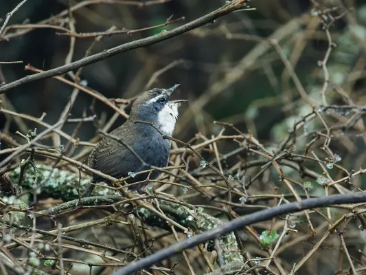 File:Scytalopus superciliaris - White-browed Tapaculo (cropped).jpg