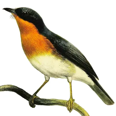 File:Ficedula rufigula.jpg