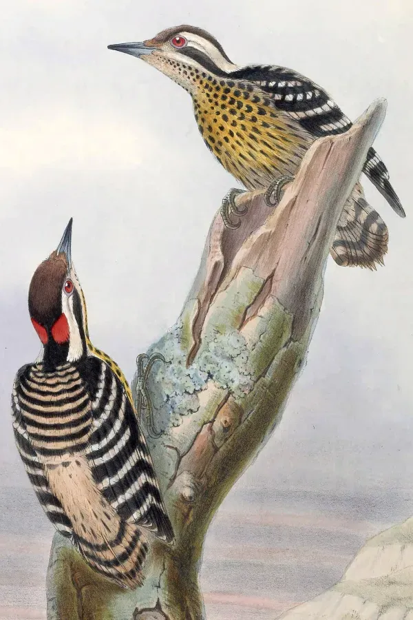 File:Yungipicus maculatus.jpg