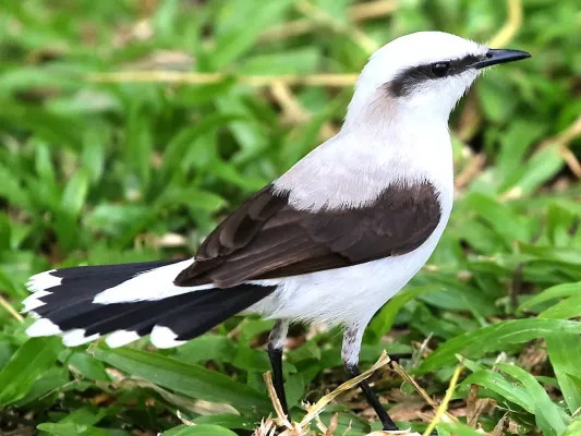 File:Fluvicola nengeta-tail.jpg