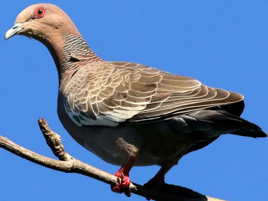 File:Patagioenas picazuro-perching.jpg