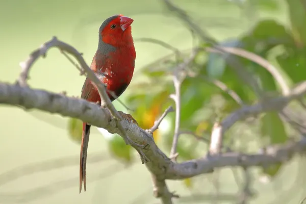File:Crimson Finch (Neochmia phaeton) - Flickr - Graham Winterflood.jpg