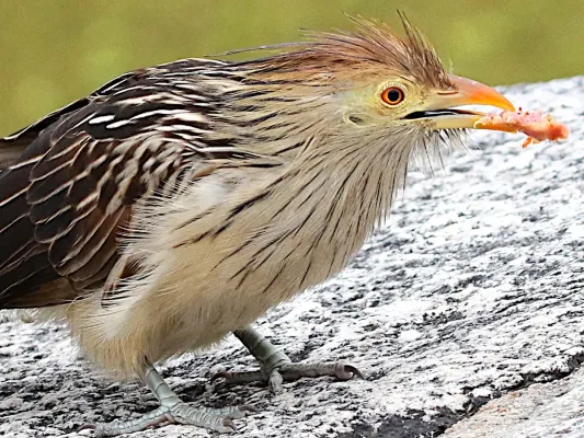 File:Guira guira-feeding.jpg