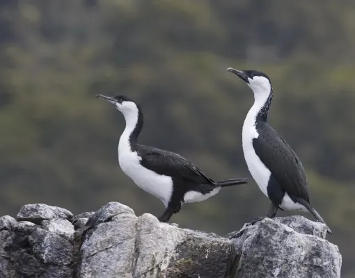 File:Black-faced Cormorant (Phalacrocorax fuscescens) - Flickr - Gregory "Slobirdr" Smith.jpg