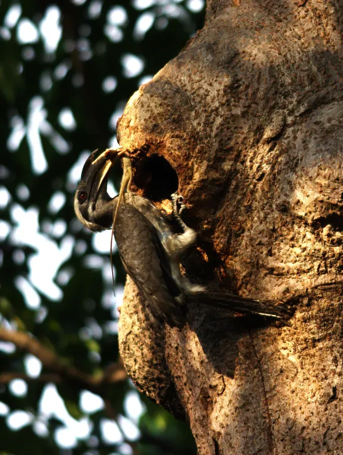 File:Indian Grey Hornbill Ocyceros birostris 2 by Dr. Raju Kasambe.jpg