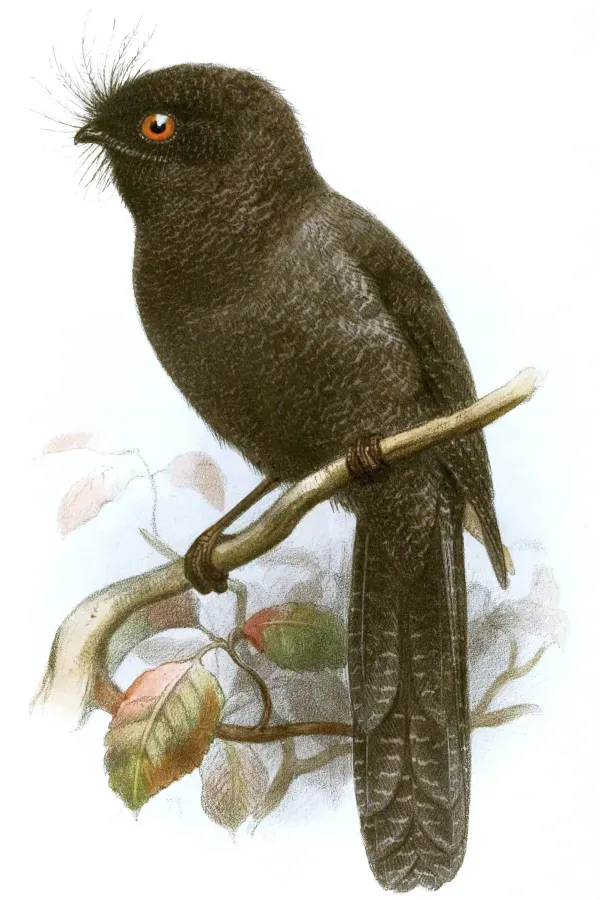 File:Aegotheles savesi.jpg
