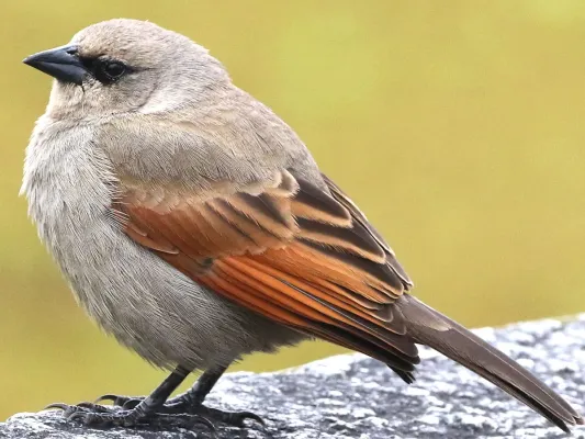 File:Agelaioides badius-standing.jpg